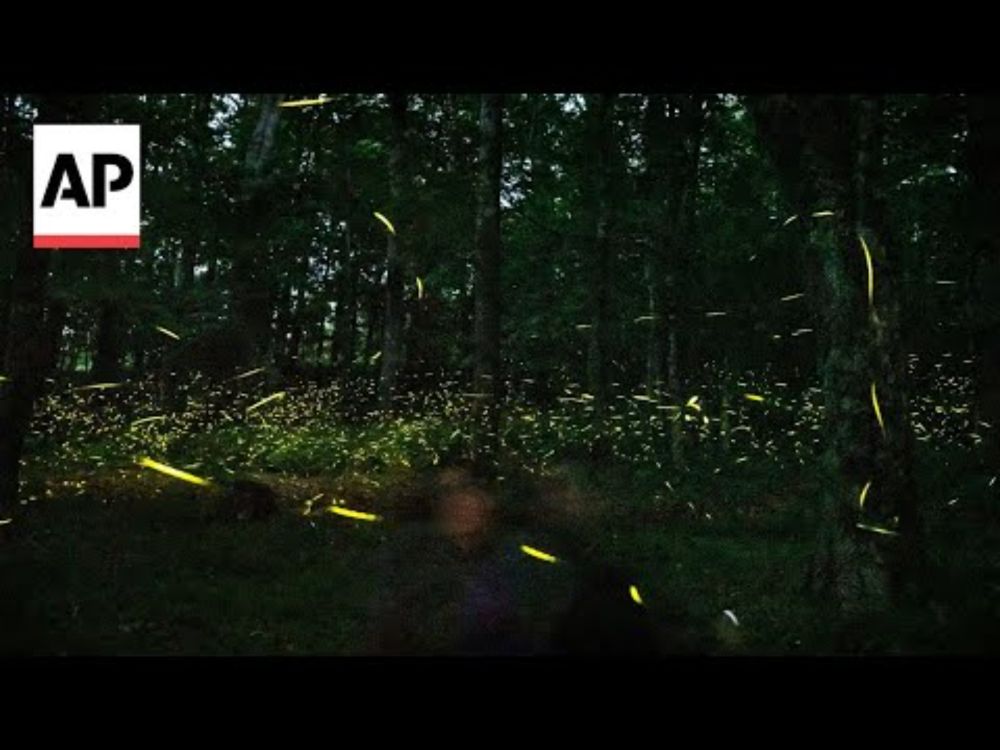 Fireflies are lighting up summer skies, but are still on the decline