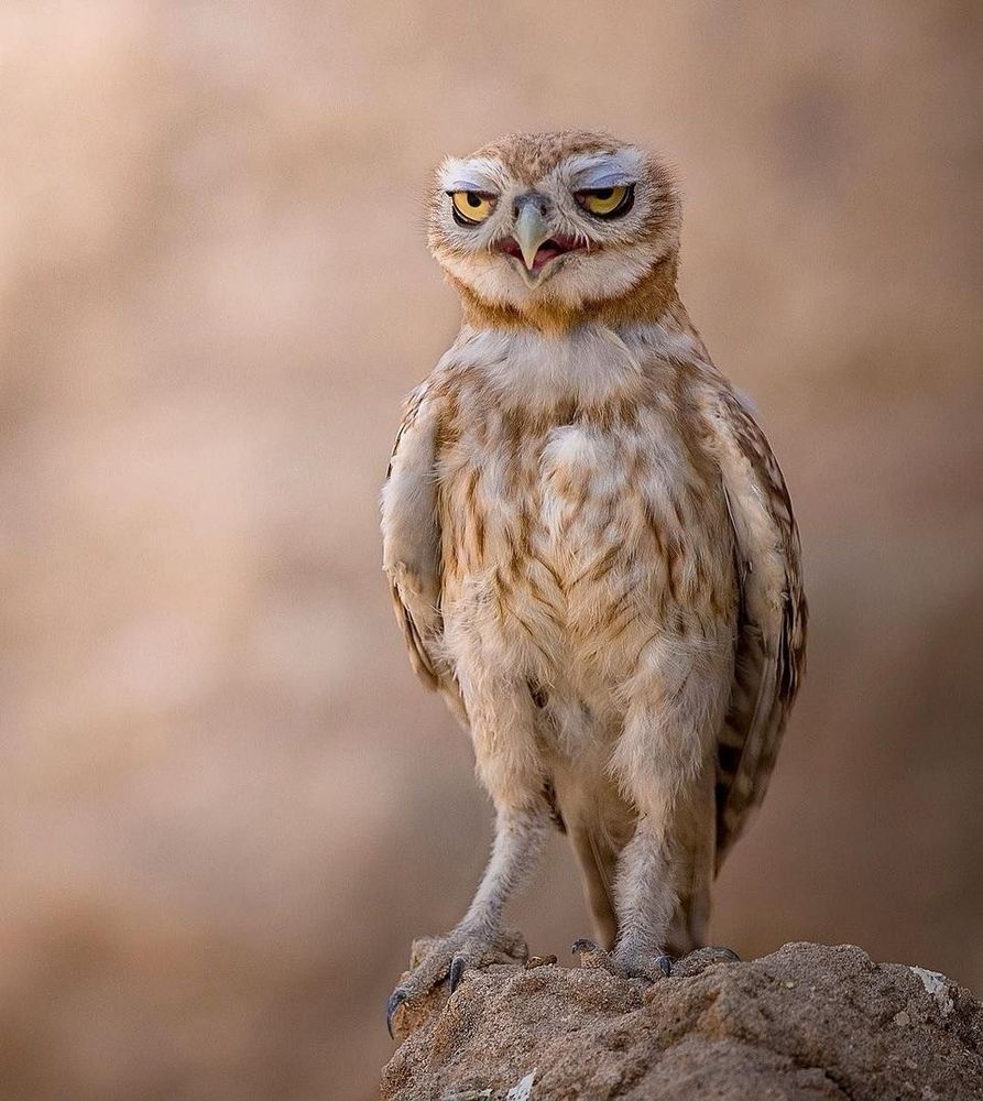 A burrowing owl has had quite a week and it shows in their face. 