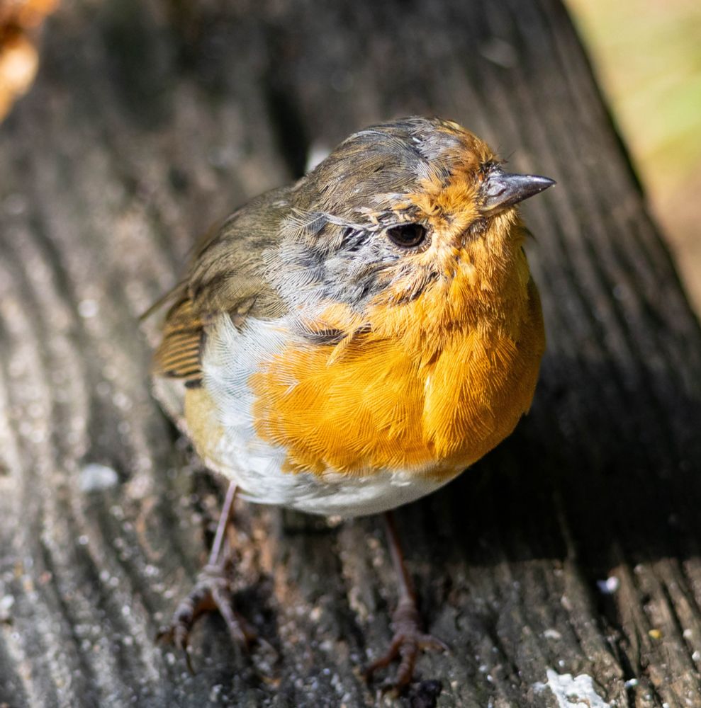 A curious little Robin sitting on the bench next to me on a woodland walk yesterday 😍