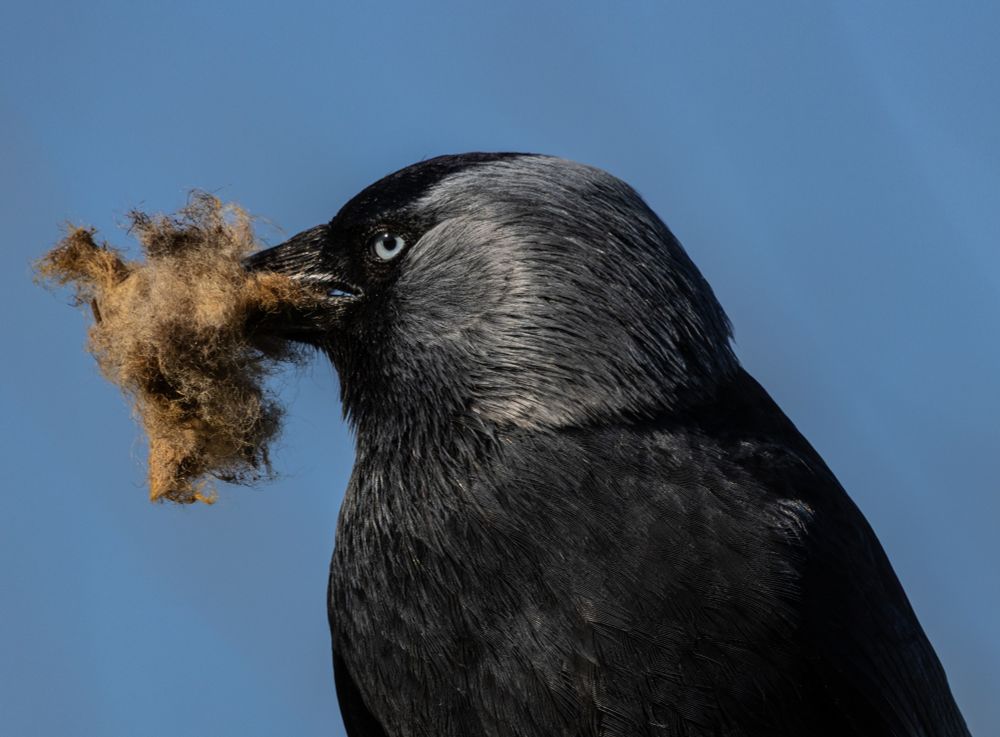 A #Jackdaw with a beakful of sheep wool ready for it's nest. 