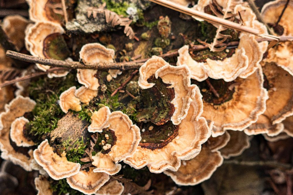 Some beautiful mushrooms all loving life 😍
