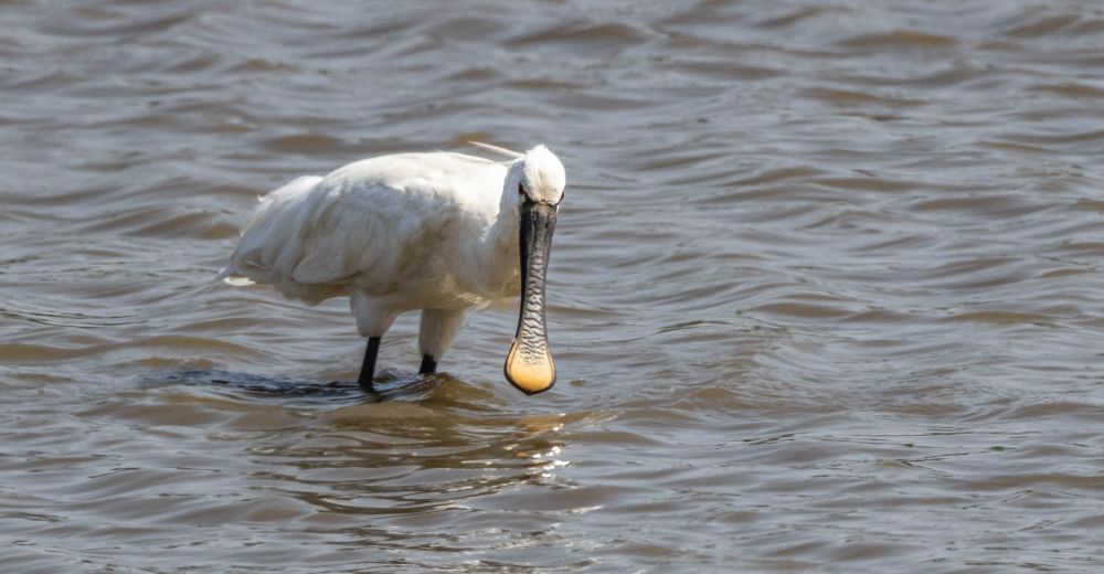 A look at the front of the Spoonbill. Searching out a schnack in the water of the marsh. 
