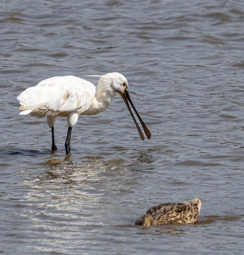 A Spoonbill wading through the water looking for a tasty snack. A Mallard in the foreground searching as well. 