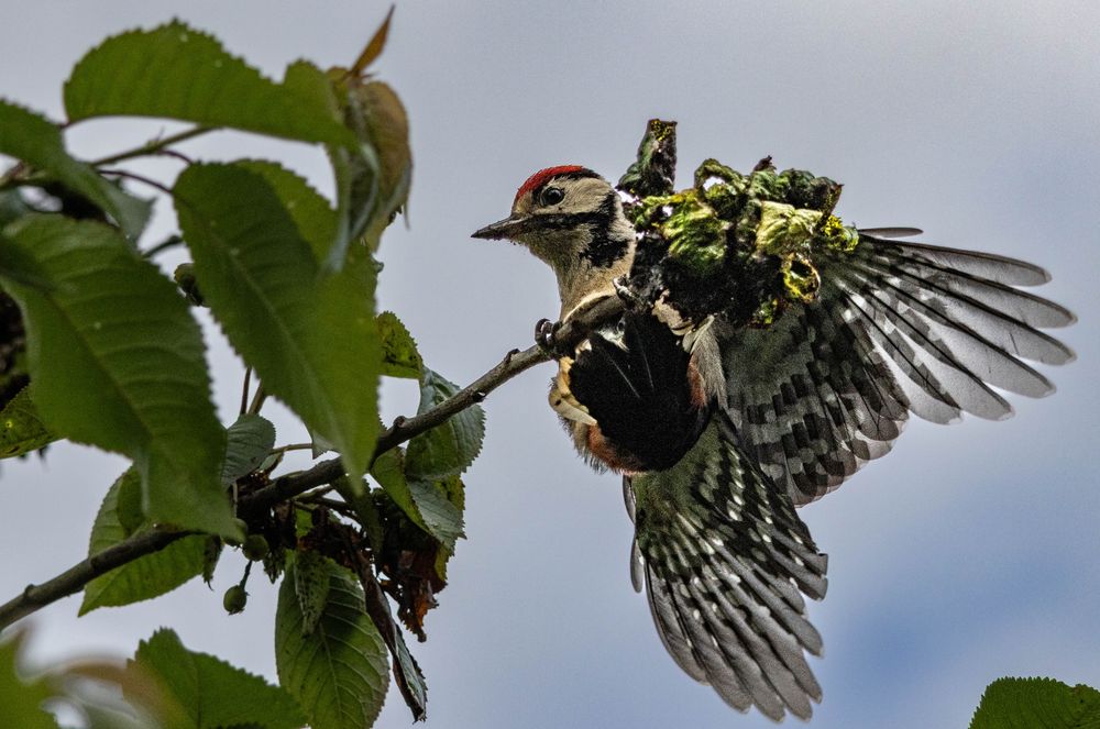 A very busy Woodpecker coming in to land on a branch looking for more tasty snacks. A beautiful bird! 