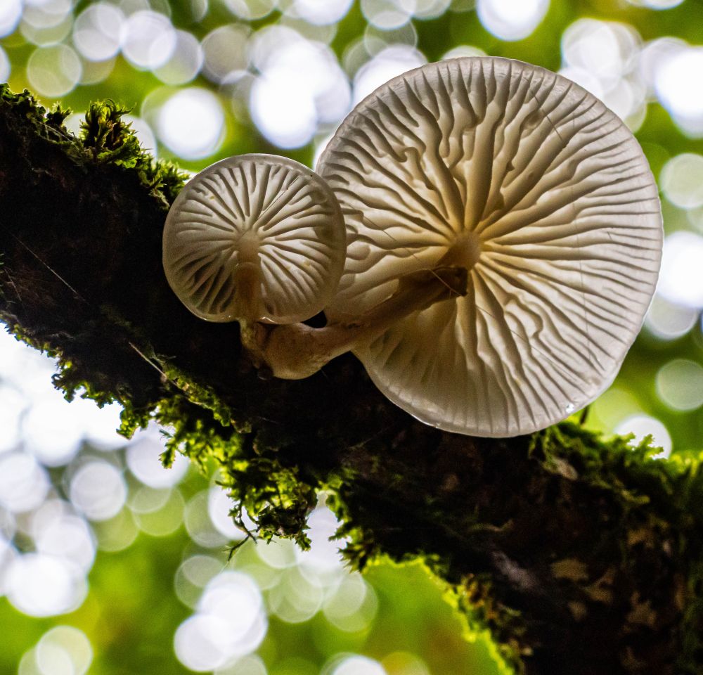 Looking up at two beautiful mushrooms being bathed in afternoon light. 