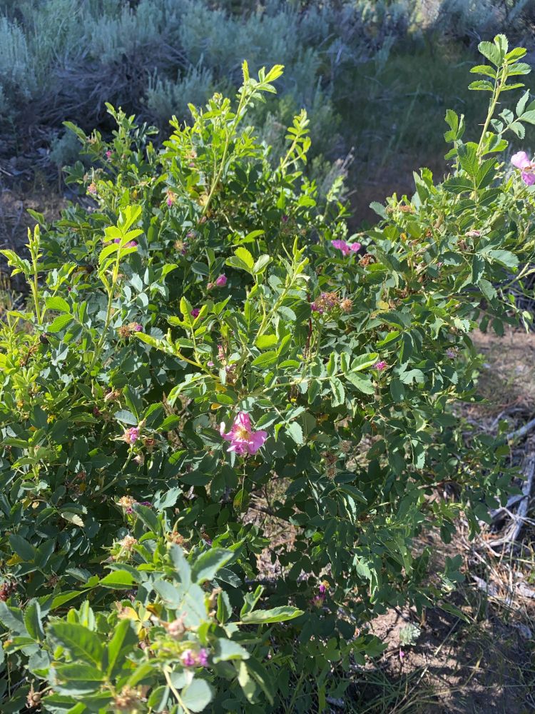 Rosa woodsii - woods rose in bloom