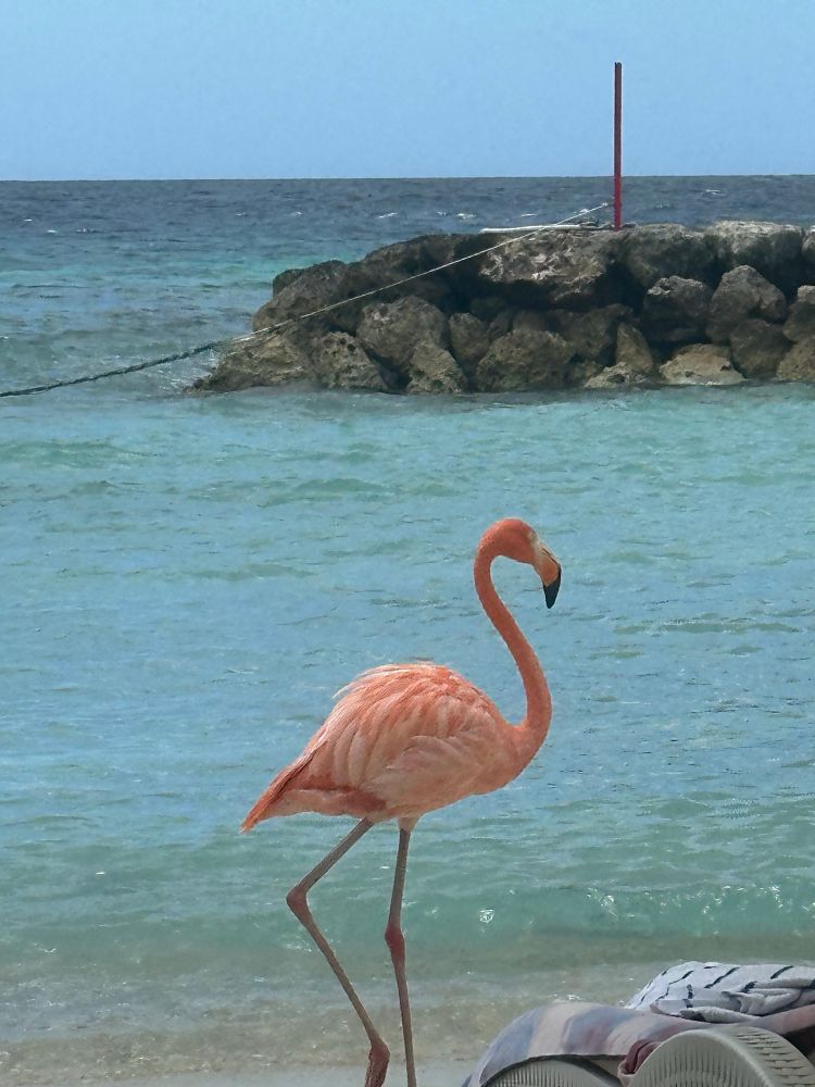Pink flamingo walks in front of teal ocean water