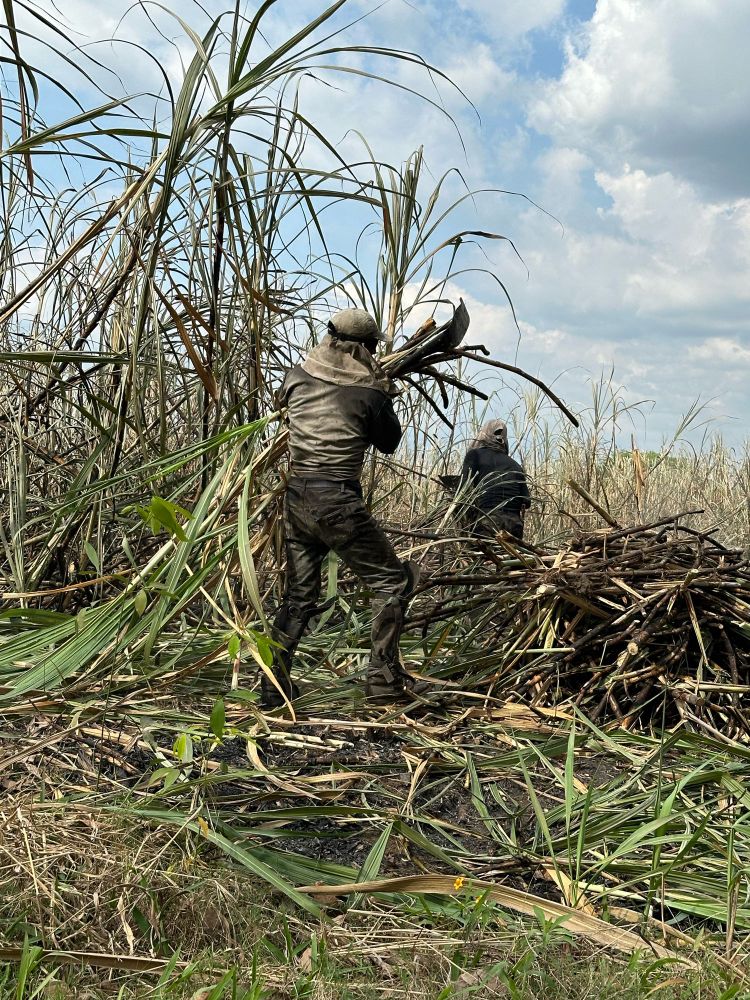Two men cutting sugarcane