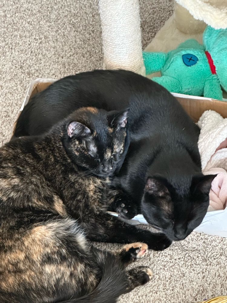 Black and tortoise car sleeping together in a box