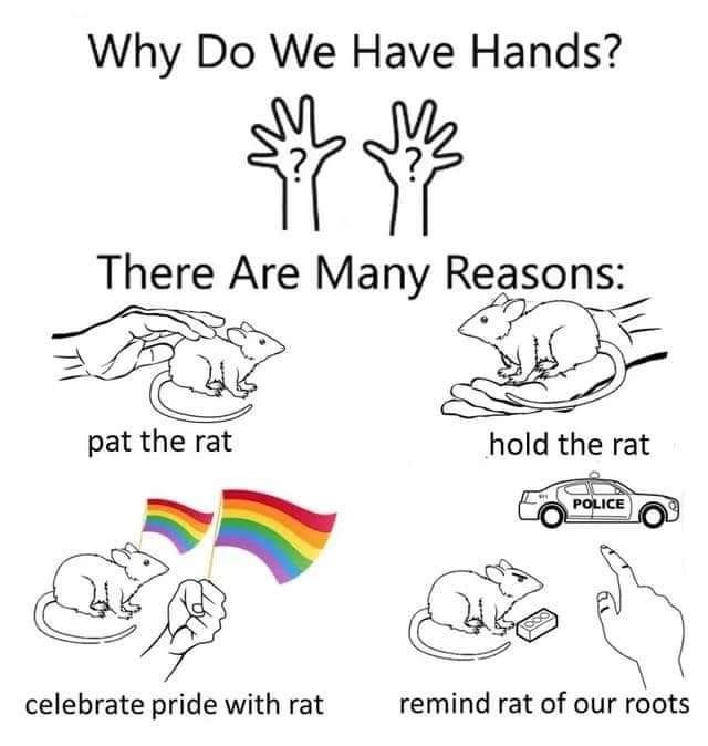 A meme that asks why we have hands. There are four illustrations of a rat with the captions ,pet the rat, hold the rat, celebrate pride with the rat, remind rat of our roots. The last illustration has a rat holding a brick and a  disembodied hand pointing at a cop car.