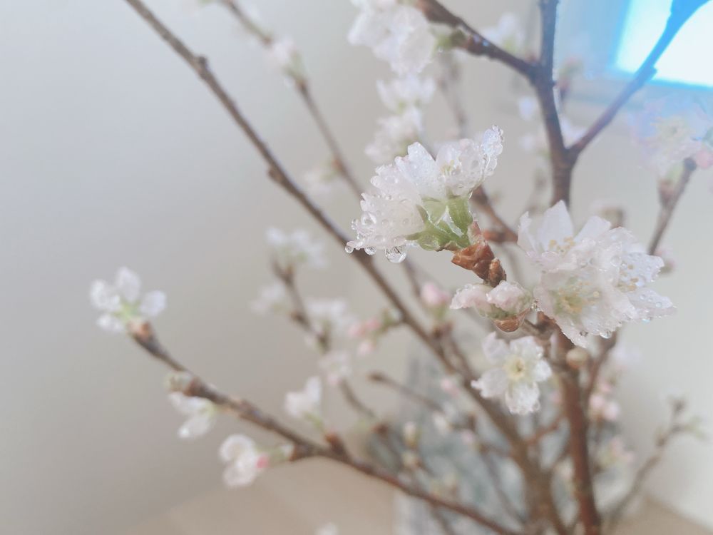 霧吹きをして濡れている啓翁桜