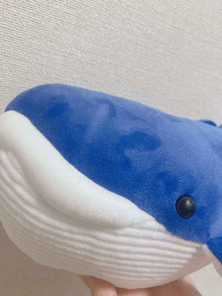 江ノ島水族館　ぬいぐるみくじで引いたくじらのぬいぐるみ