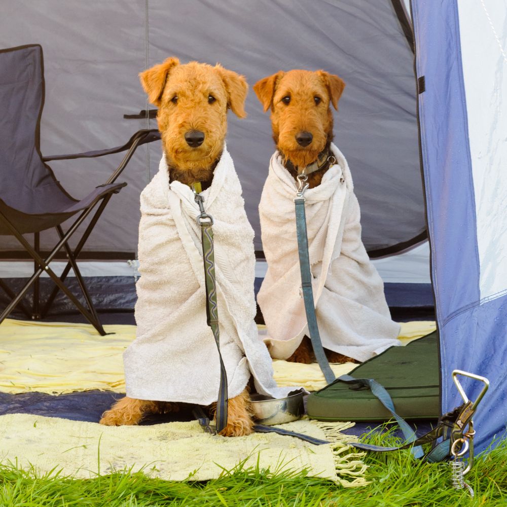 Two Airedale terriers looking ridiculous wrapped up in towels, sitting in the porch of a small tent