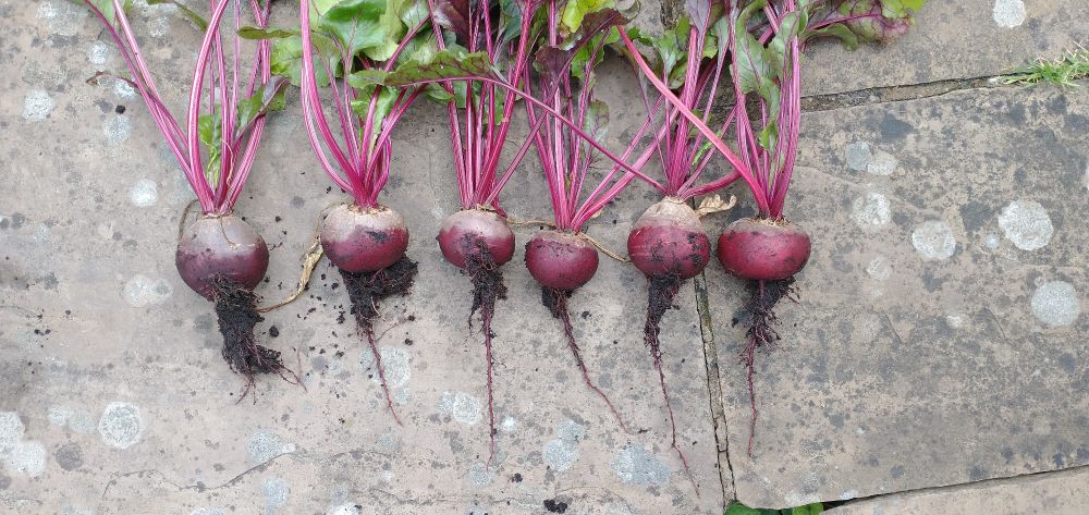 Six beetroots still with tops on having been uprooted from the pots in photo one. The are approx 3 to 4 cms in diameter