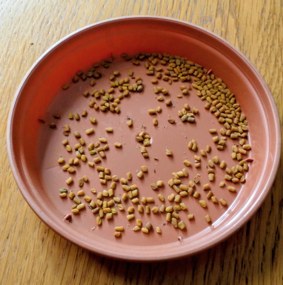 A plant holder dish is covered with small seeds that are yellowish and quite chunky for a seed at about 3mm across

These are fenugreek seeds grown and cropped at home in a pot