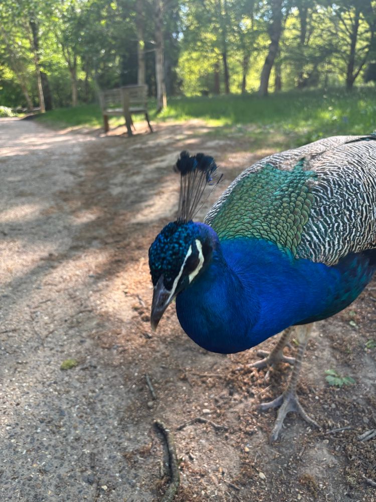 Blue and green peacock looking menacing. 
