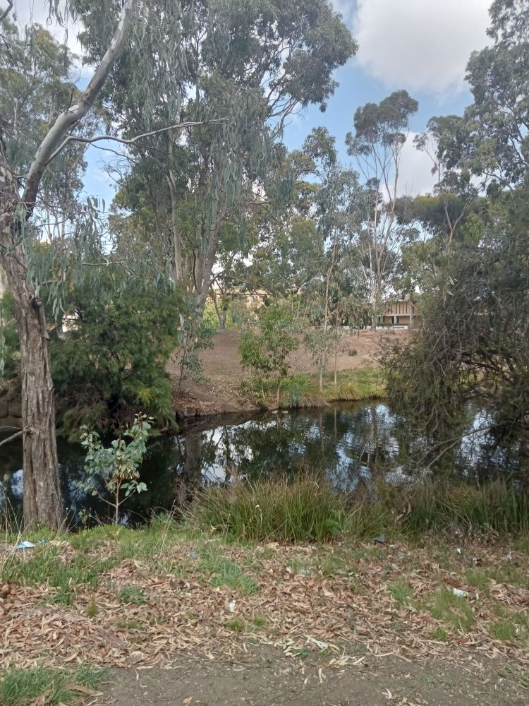 Ducks on the water of a small creek