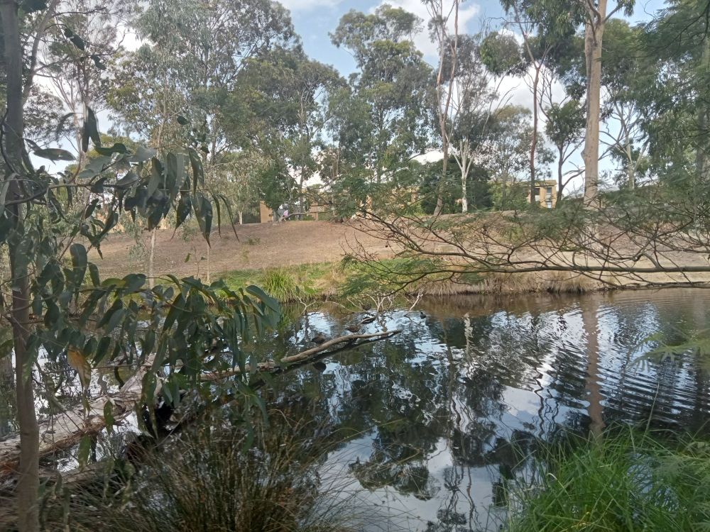 Many ducks visible on a creek and propped on a submerged branch. They are quacking