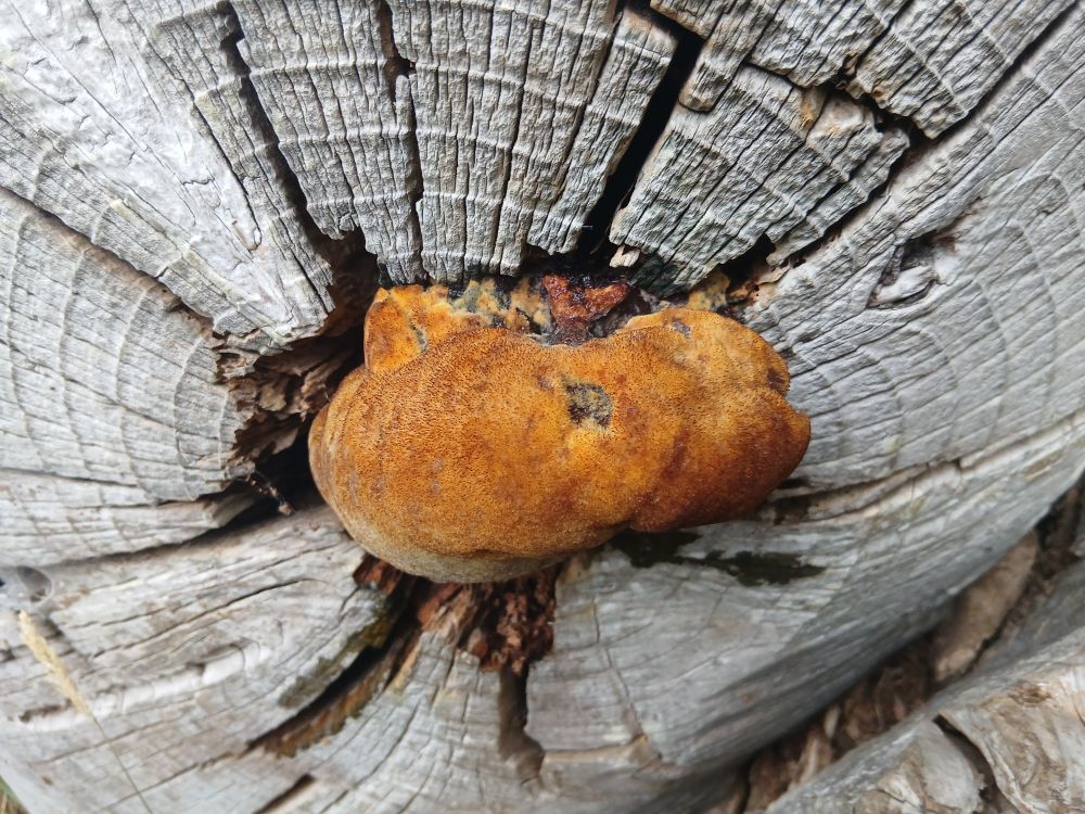 Photo of the end of a log, with a globular fungus protruding from its centre, a rich brown colour with small ruptures in its surface revealing glistening black and red-purple matter within