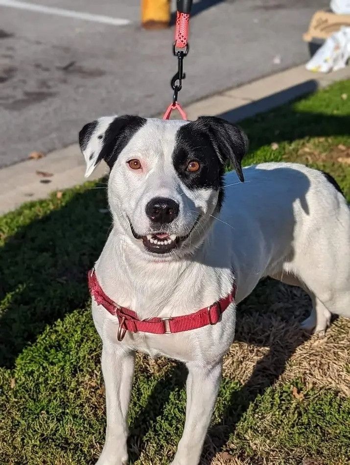 Gracie white with black Heinz 57 dog with red harness.
