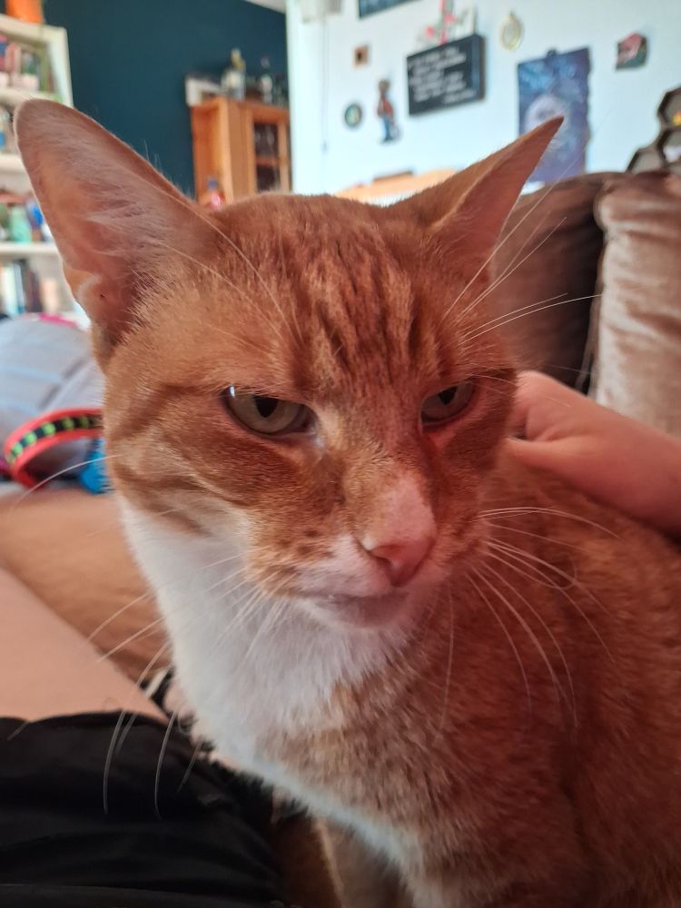 Rode kat vasco, geergerd