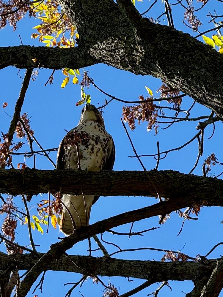 A red-tailed hawk peering down at the camera from a tree branch.