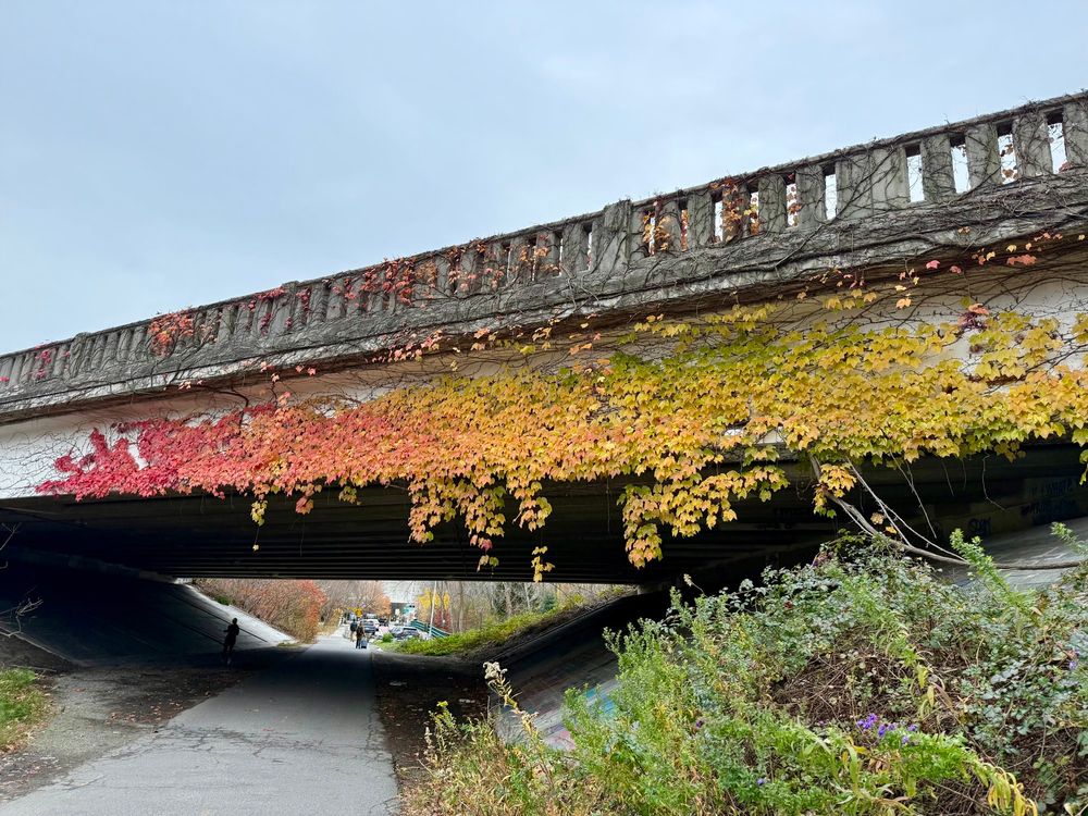 Leaves hanging from the side of a bridge in a smooth color gradient from red to orange to yellow.