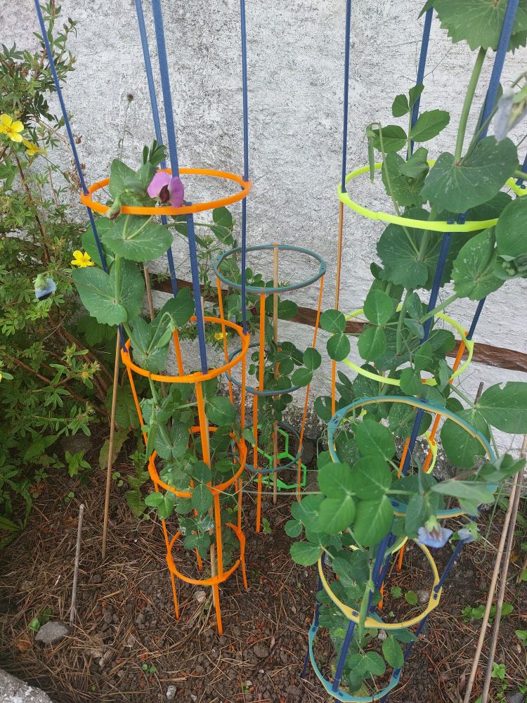 Sugar pea plants
