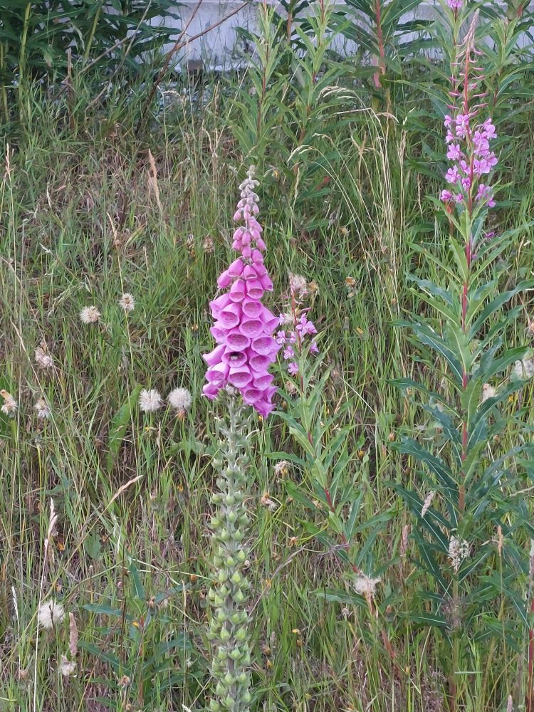 A bee visits a wild foxglove flower