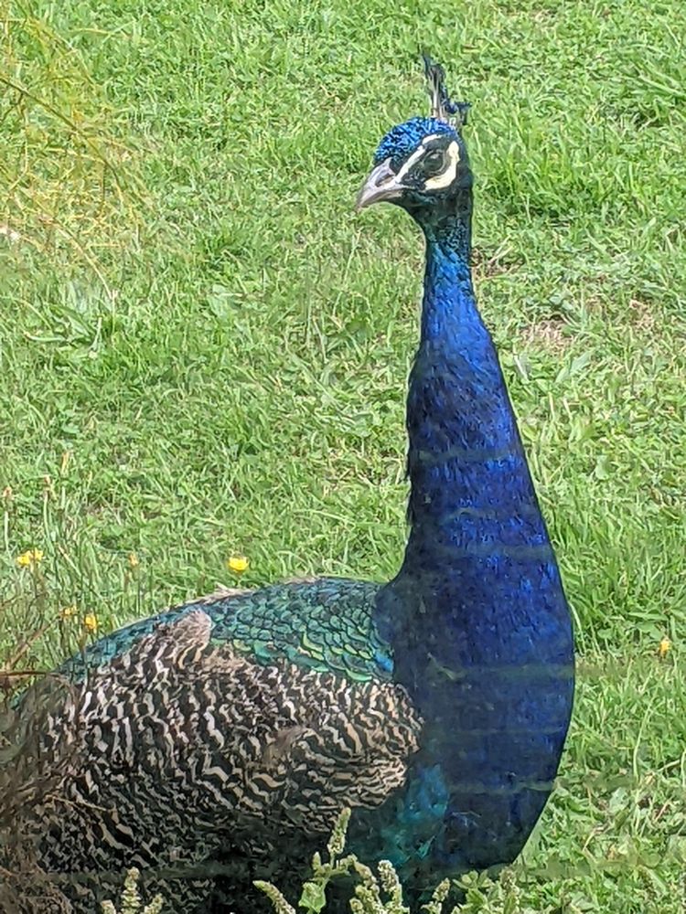 A gorgeous peacock with a long blue neck and green/brown feathers.