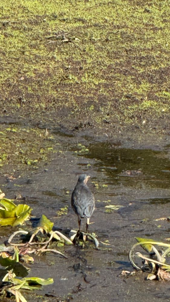 birdoftheday the green heron walking 