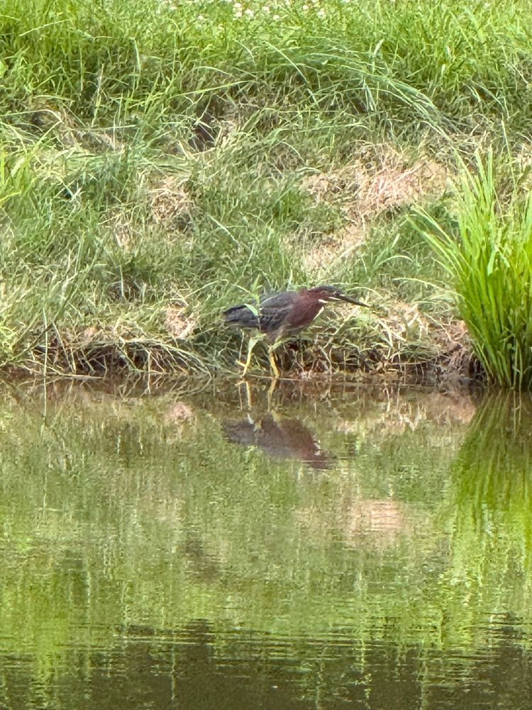 #birdoftheday green heron on the #edge 
In the National fish hatchery town fishing pond in north Attleboro ,MA. They maintain spotted carp in a small pond with deck so that folks in town can fish 
