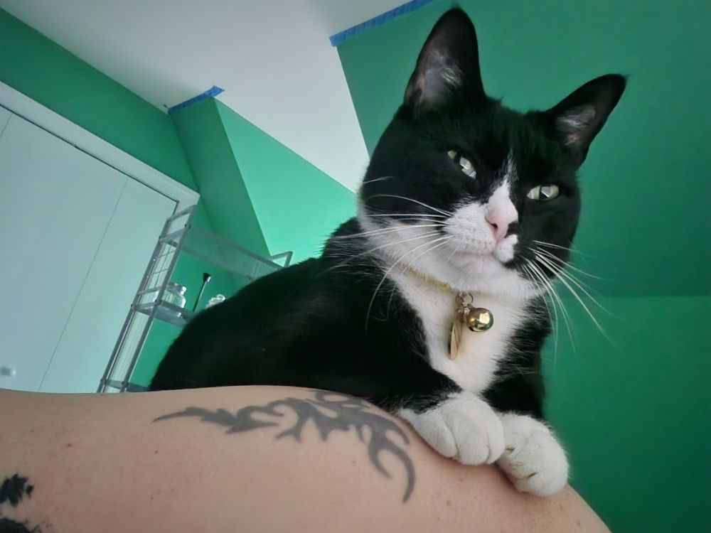 A black and white cat perches on a person's shoulder looking like a smug asshole