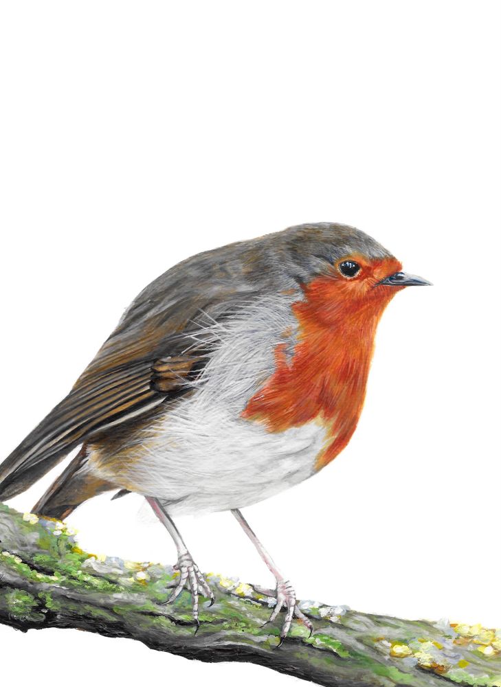 Watercolour painting of a robin perched on a twig by Hannah Lilly