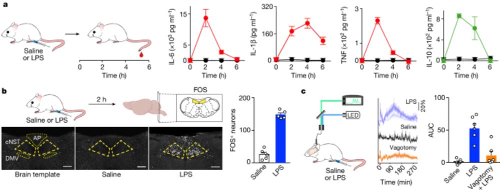 A body–brain circuit that regulates body inflammatory responses - Nature