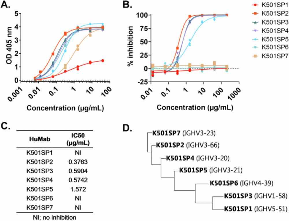 Broadly potent spike-specific human monoclonal antibodies inhibit SARS-CoV-2 Omicron sub-lineages - Communications Biology