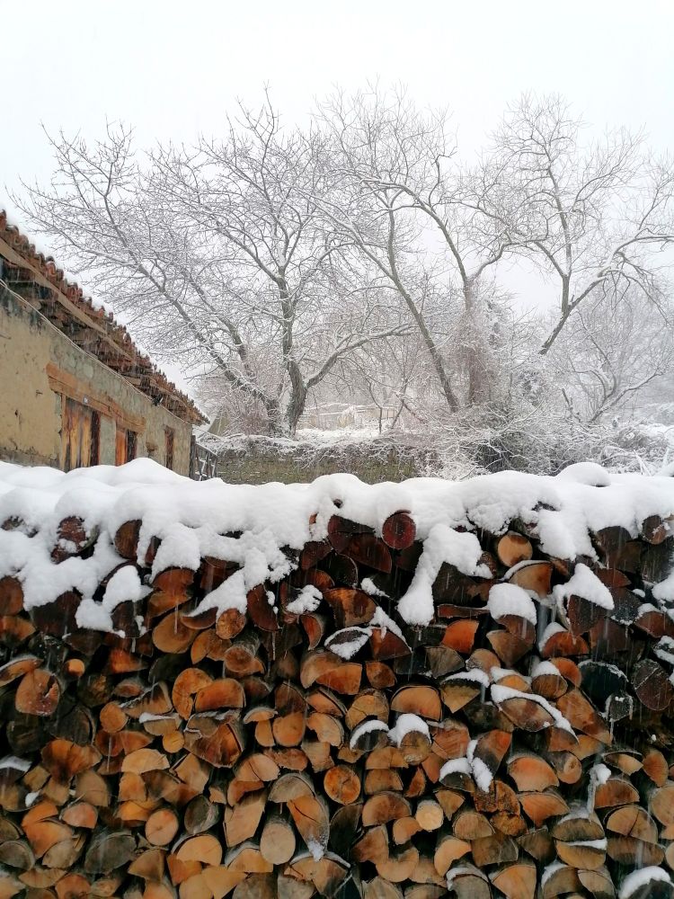 A woodstack with snow gathering on top and two large willows in the background outlined in white. 