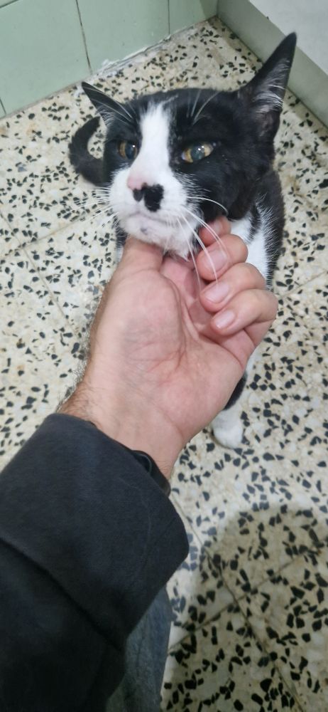 Acariciando a un gato común blanco y negro