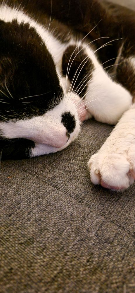 Gato común blanco y negro precioso dormido