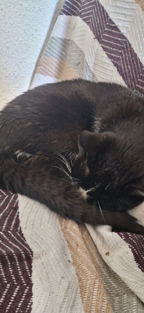 Gato negro y blanco enroscado sobre sofá haciendo lo que hace el 90%de su tiempo: dormir