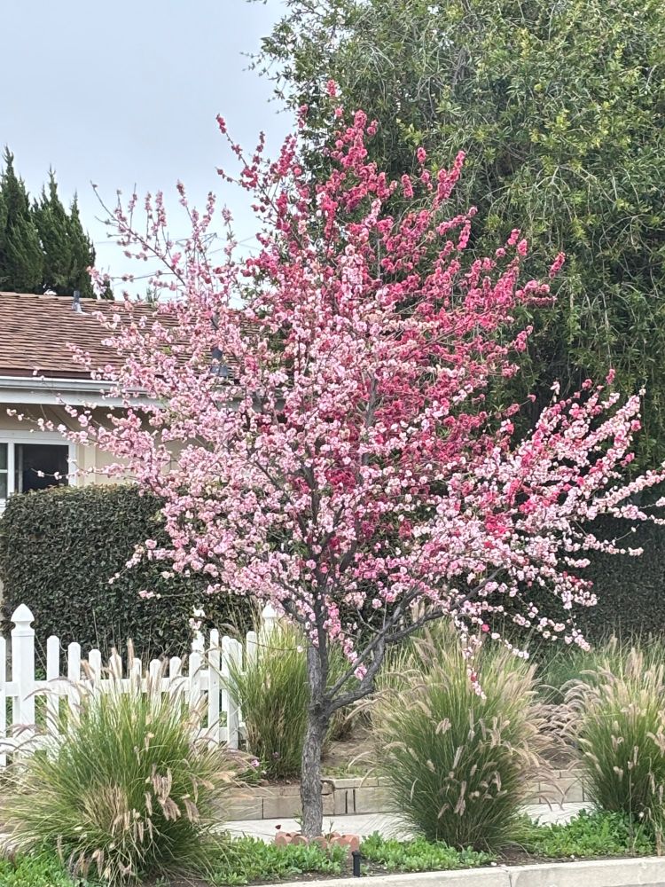 Pink and red blossoms on the same tree