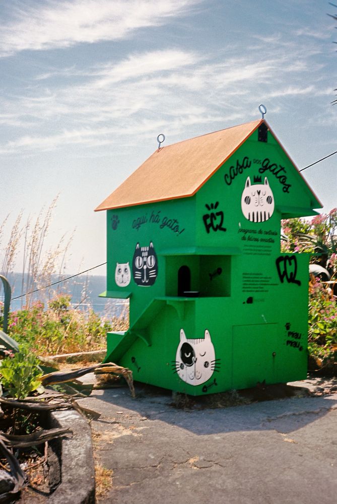A green house for cats in Nazaré, Portugal. 