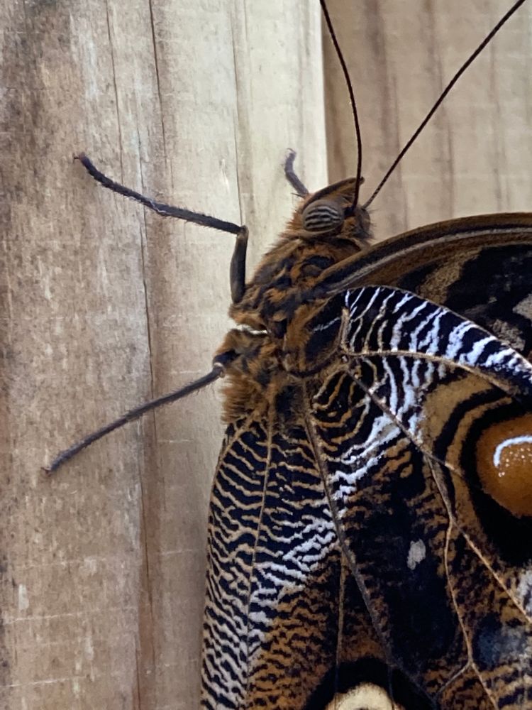 Close up of the body of the butter/moth, it's pretty cute and somewhat fluffy

This thing was bigger than my hand and I have other pictures with Sproggling for scale but that's a safeguarding issue so nope
