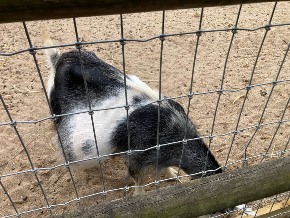 Goat. Very pregnant goat. Like. Imagine a baby numb on a goat, but double it, and then put it each side of her undercarriage. Just the most pregnant goat you've ever conceived* of
She is black and white, with a white saddle pattern across her upper back. Stubby tail sticking up, as head is down looking for noms, obscured by fence 

*lololol 