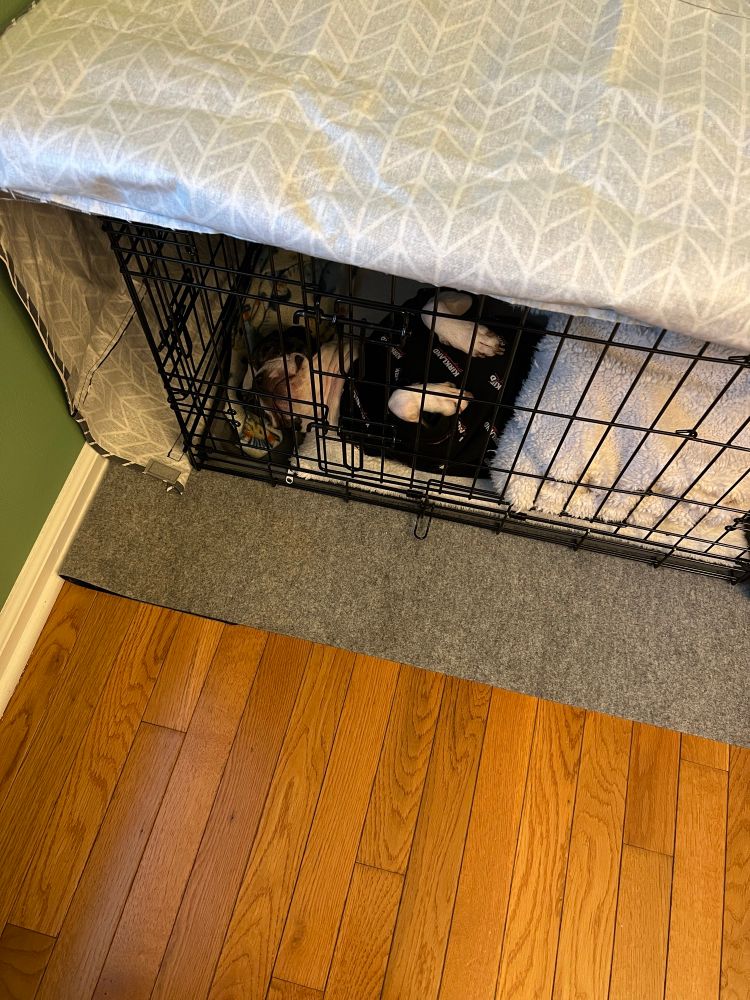Boston Terrier sleeping on his back in a kennel wearing a black sweatshirt.