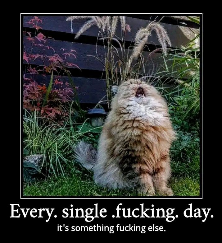 A fluffy cat with its head back like it is screaming. The caption says “Every single fucking day it’s something else.”