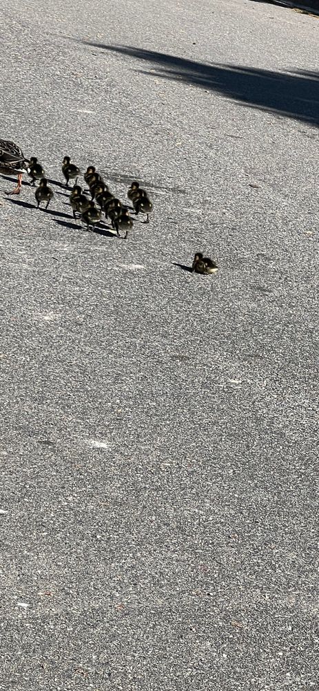 A mother duck and her ducklings. One stops for a rest as the others continue to follow their mother. 