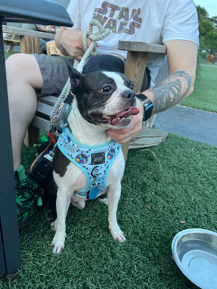 A panting Boston Terrier wear a Disney Stitch harness.