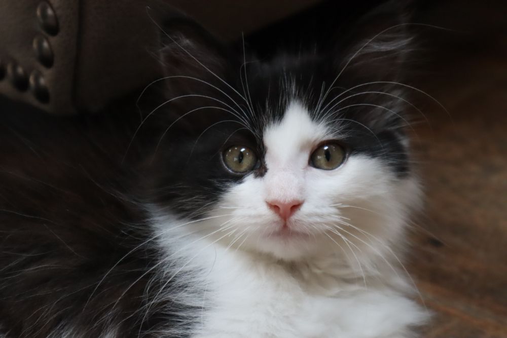 A close-up photo of a black and white kitten with green-brown eyes, looking directly at the camera.