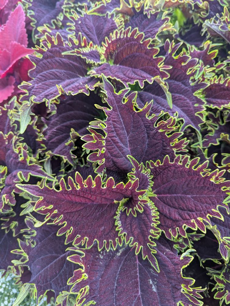 Deep reddish-purple irregularly edged leaves, each accented with a thin line of lime green, growing outwards from a central whorl.